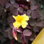 Oxalis spiralis Flower