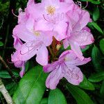 Rhododendron catawbiense പുഷ്പം