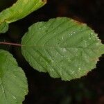 Rubus questieri 葉