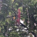 Barringtonia acutangula 花