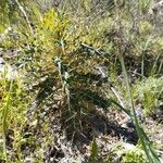 Ptilostemon hispanicus Leaf