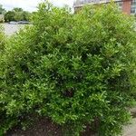 Ilex glabra Агульны выгляд