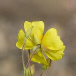 Crocanthemum scoparium Cvet