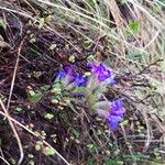 Pulmonaria australis 花