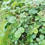 Rubus grabowskii Habitus