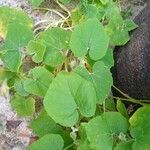 Cucurbita moschata 果實