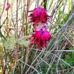 Platycapnos spicata Flower