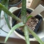 Aloe congdonii Лист