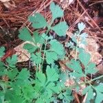 Corydalis flavula Leaf