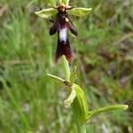 Ophrys insectifera Плід