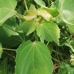 Triumfetta cordifolia Leaf