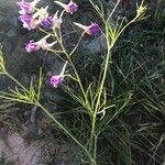 Delphinium consolida 花