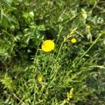 Leucanthemum virgatum 花