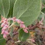 Arctostaphylos columbiana ᱮᱴᱟᱜ