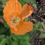 Papaver atlanticumപുഷ്പം