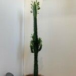 Euphorbia trigona Fulla