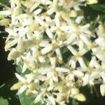 Cornus sanguineaFlower