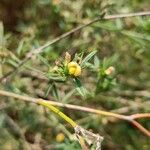 Stylosanthes fruticosa Blüte