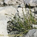 Carex glacialis Habit