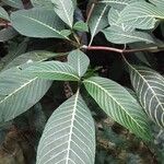 Sanchezia oblonga Habit