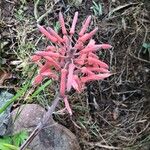 Aloe amudatensis 花