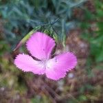 Dianthus rupicola Flower