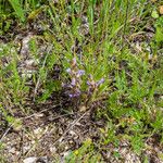 Phelipanche purpurea Libunga