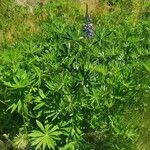 Lupinus polyphyllus Plante entière
