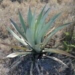 Agave asperrima Habit