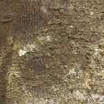 Macoubea guianensis Кора