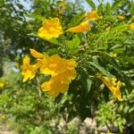 Tecoma stans Flower