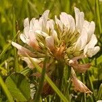 Trifolium pallescens 花