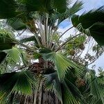 Pritchardia pacifica Leaf