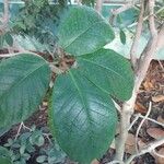 Ficus tequendamae Leaf