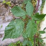 Rubus questieri 葉