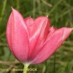 Tulipa montisandrei Flower