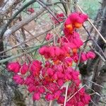 Euonymus europaeus 果實