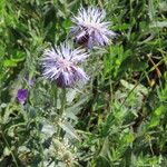 Carthamus caeruleus Flower