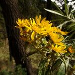 Senecio cinerarioides