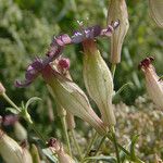 Silene vallesia Flors