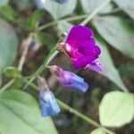 Lathyrus vernus Blomma