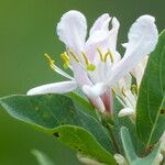 Lonicera nigra Flor