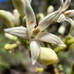Parsonsia flexuosa Цветок