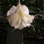 Brugmansia suaveolens Kukka