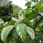 Pleuranthodendron lindenii Other