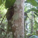 Cecropia schreberiana Corteza