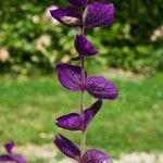 Salvia viridis Blüte