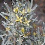 Cneorum pulverulentum अन्य
