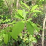 Oemleria cerasiformis Leaf