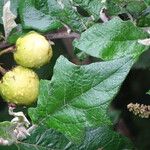 Solanum linnaeanum Lapas